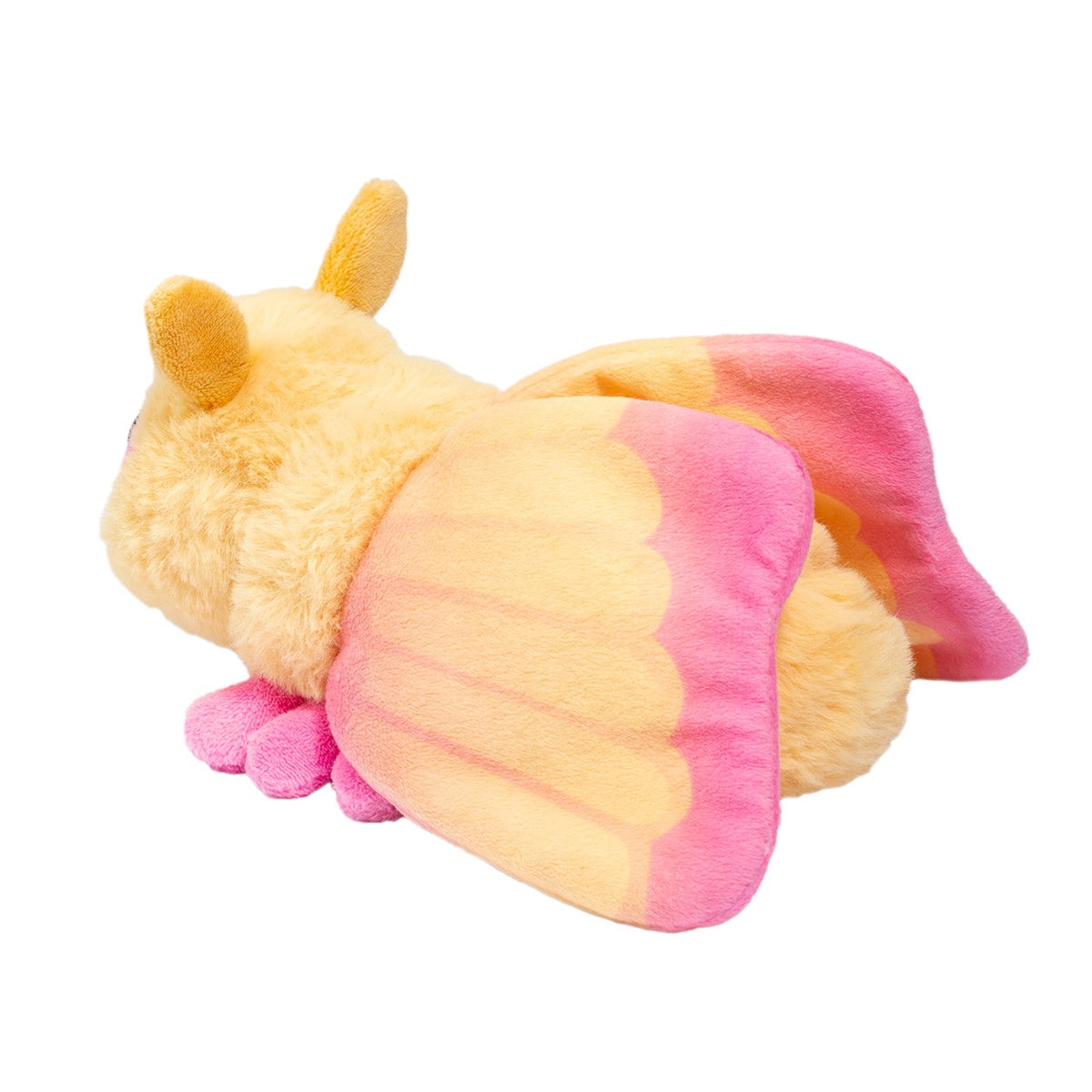 Rosy Maple Moth