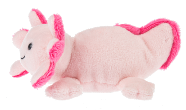 Lil Axton Axolotl