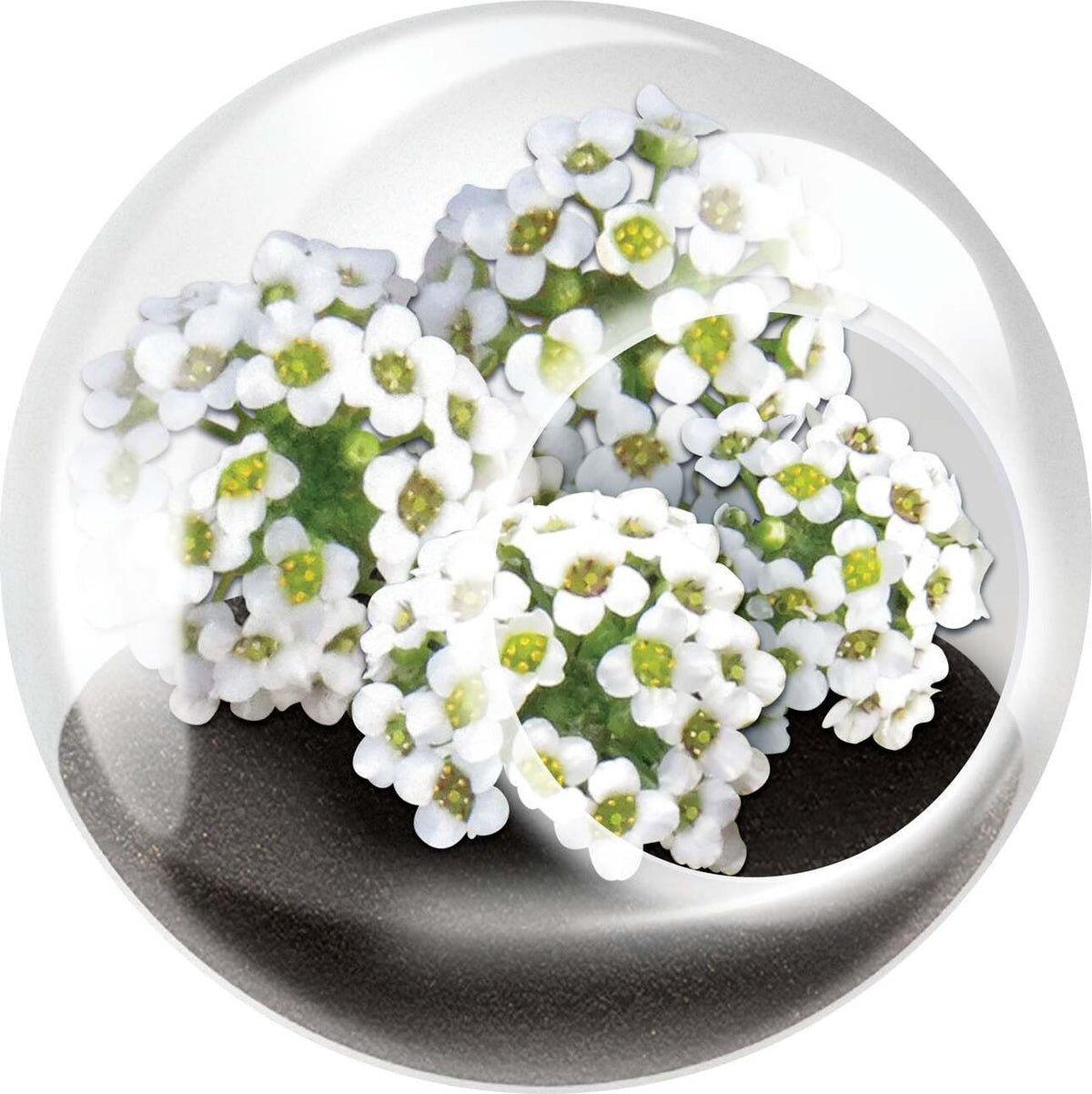 Tiny Terrarium Flowers
