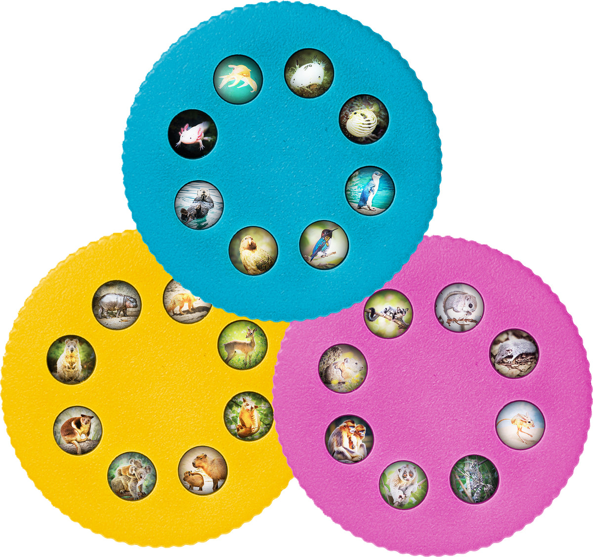 Wonder Lights: Cute Animals - Educational Flashlight Projector