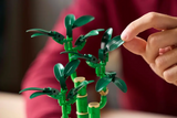 LEGO Icons 10344 Lucky Bamboo