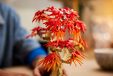 LEGO Icons 10348 Japanese Red Maple Bonsai Tree