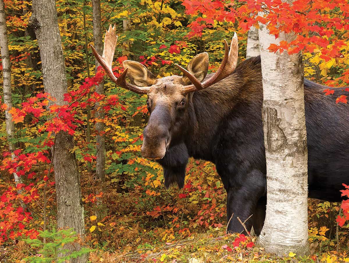 Autumn King - 500 Piece Jigsaw Puzzle