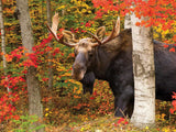 Autumn King - 500 Piece Jigsaw Puzzle