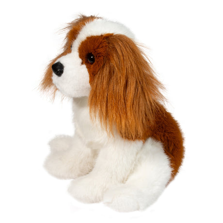 Kingsley King Charles Cavalier