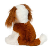 Kingsley King Charles Cavalier