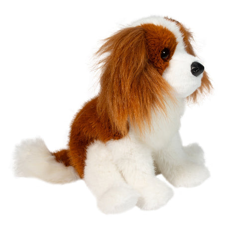 Kingsley King Charles Cavalier