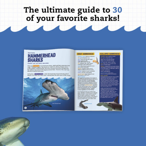 Klutz: Steam Lab: Shark-tastic Teeth!