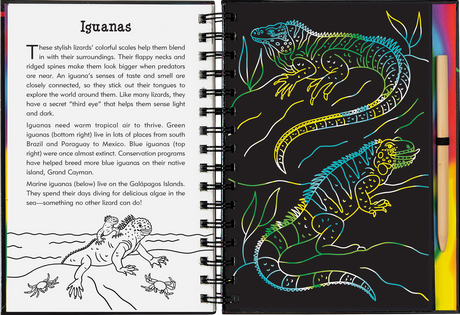 Reptiles  & Amphibians Scratch & Sketch