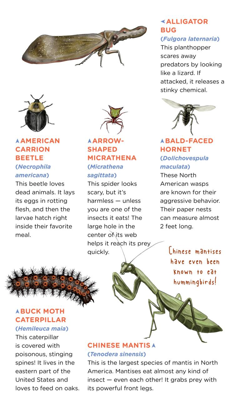 Creepy, Crawly Tattoo Bugs