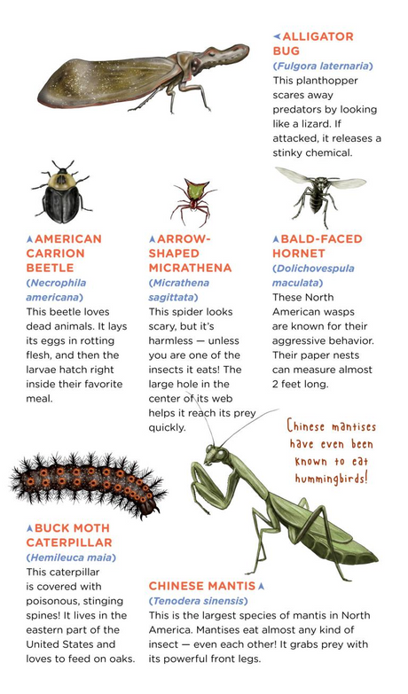 Creepy, Crawly Tattoo Bugs