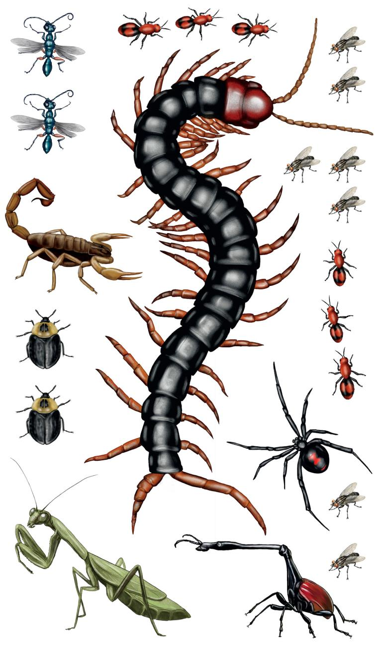 Creepy, Crawly Tattoo Bugs