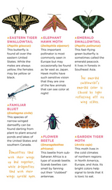 Fluttery, Friendly Tattoo Butterflies and Other Insects