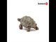 Schleich Giant Tortoise