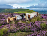 Wild Horses in the Heather 2000 Pc
