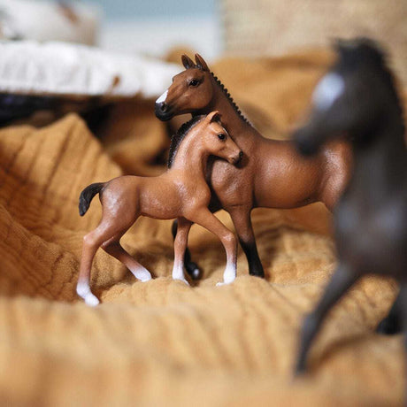 Oldenburger Foal