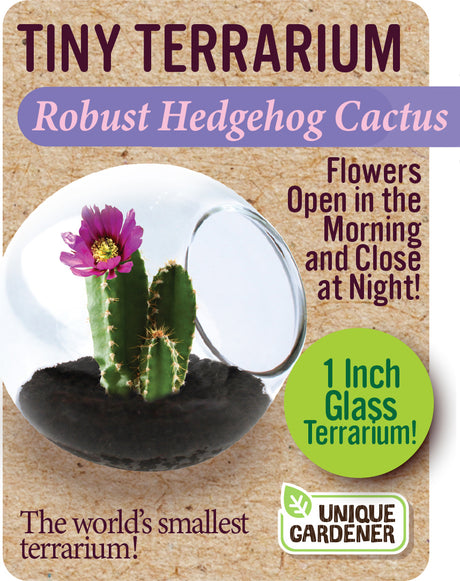 Tiny Terrarium Cactus (assorted)