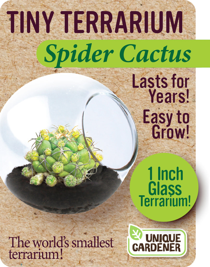 Tiny Terrarium Cactus (assorted)