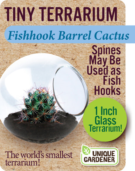 Tiny Terrarium Cactus (assorted)