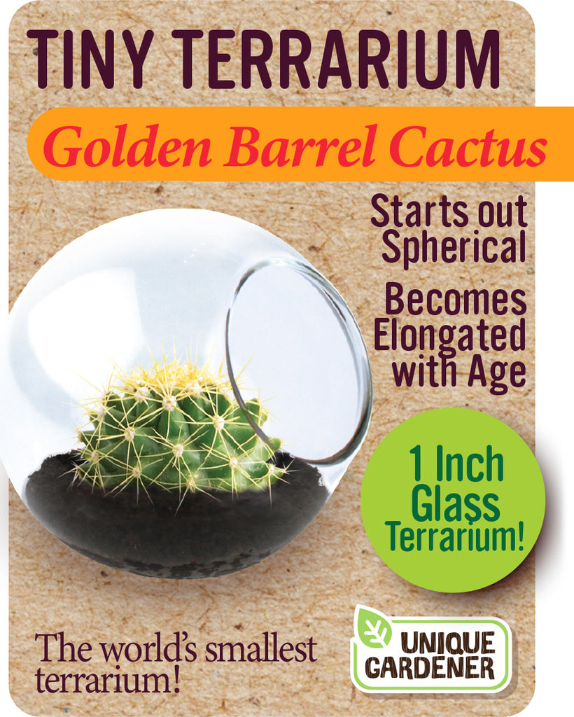 Tiny Terrarium Cactus (assorted)