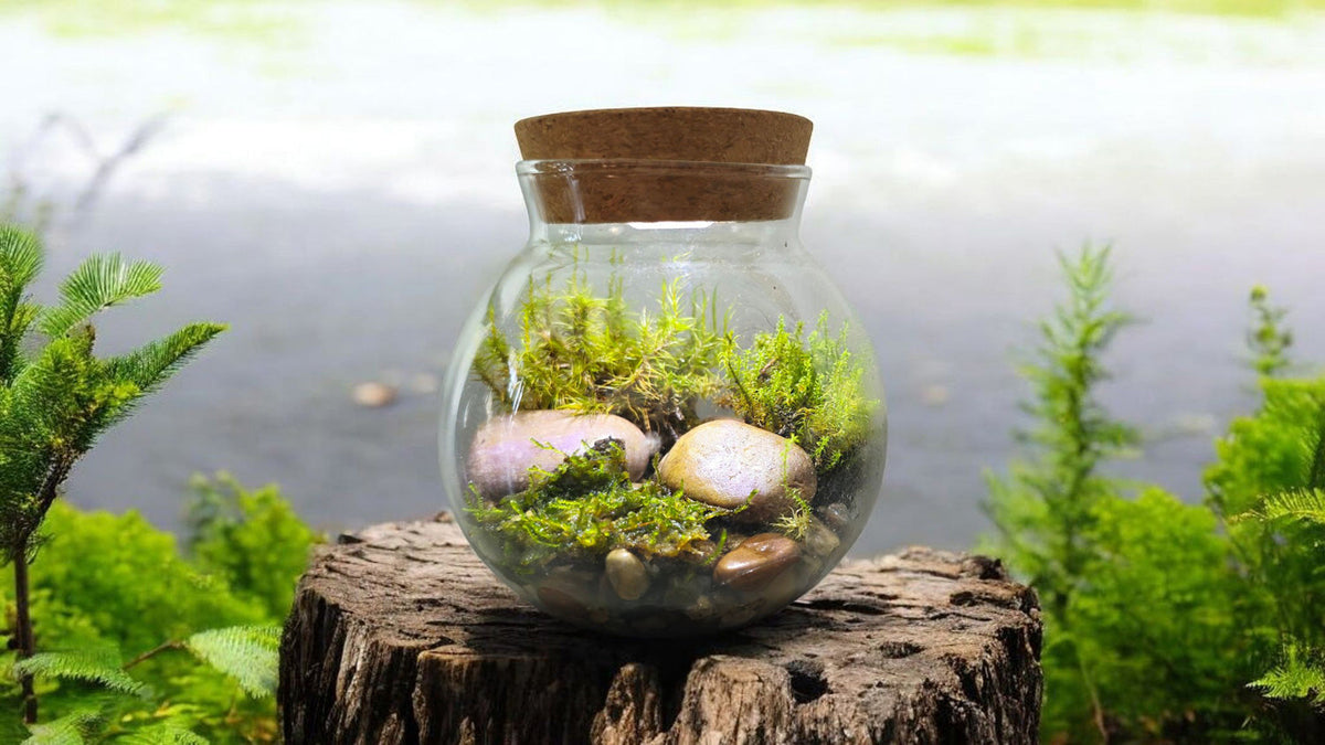 MossBowl - Grow Your Own Oasis