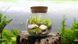 MossBowl - Grow Your Own Oasis