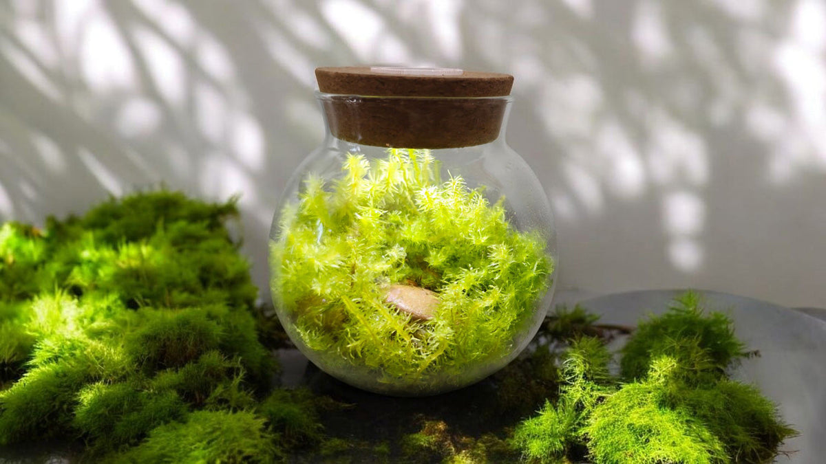 MossBowl - Grow Your Own Oasis