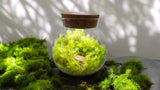 MossBowl - Grow Your Own Oasis