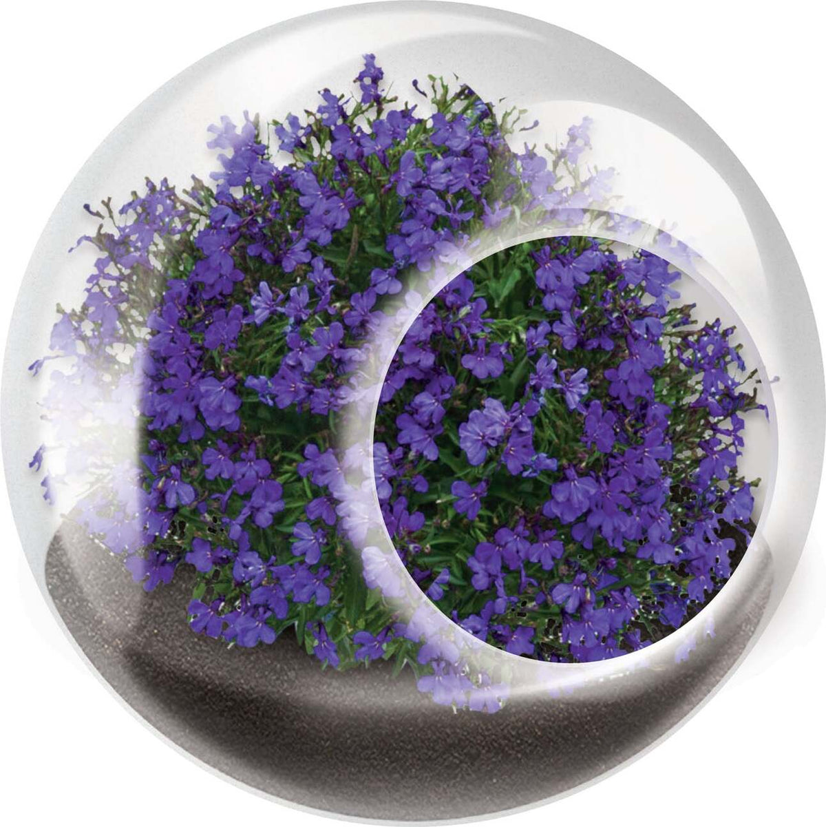 Tiny Terrarium Flowers