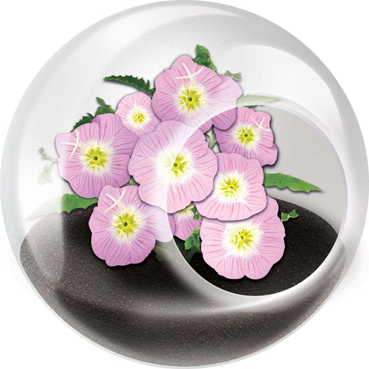 Tiny Terrarium Flowers
