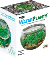 Mini WaterPlants - Create A Miniature Aquascape