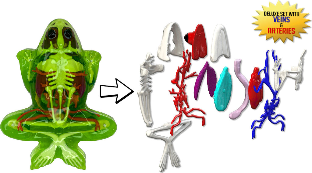 Dissect-It Frog Lab